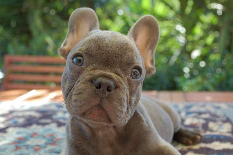 ojos de cachorro