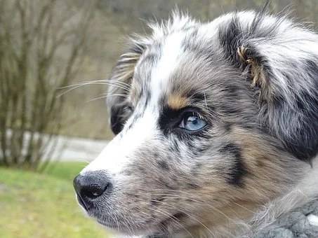 razas de perros de ojos azules