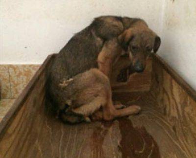 perro trauma psicológico