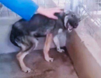 trauma de maltrato de perro