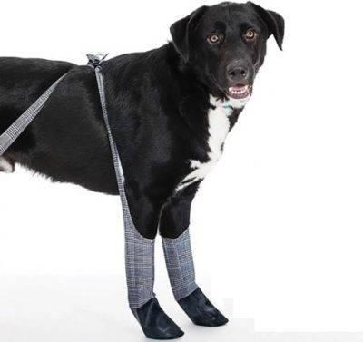 ropa para perros de invierno