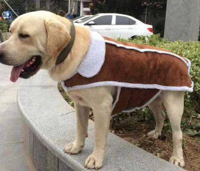 abrigo de perro frío