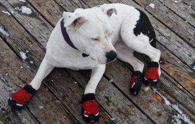 zapatos fríos para perros