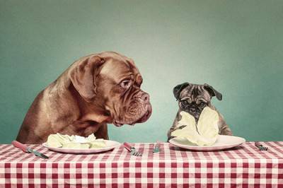 perros comiendo