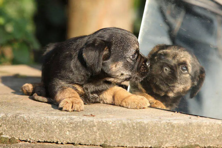 cachorro en el espejo