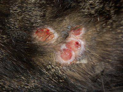histoplasmosis de gato