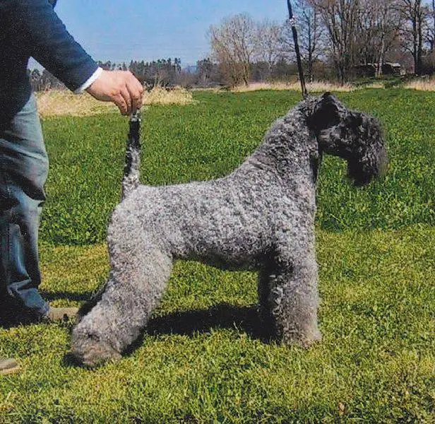 El Kerry Blue Terrier el primo del Schnauzer Vida con