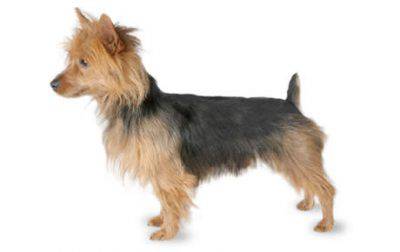 terrier australiano