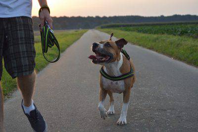 amstaff4