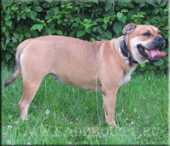 perro_dogo_mallorquin-1217386697