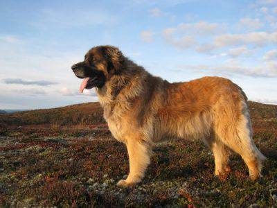 leonberger_male