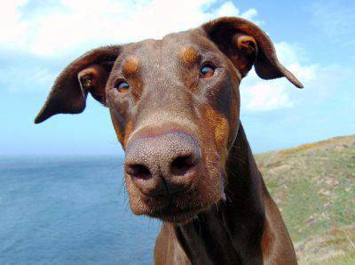 doberman-770491_960_720