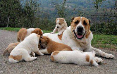 perro-centro-asiático