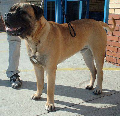 bullmastiff3