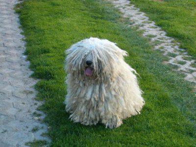 puli2