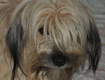 Perro pastor catalán