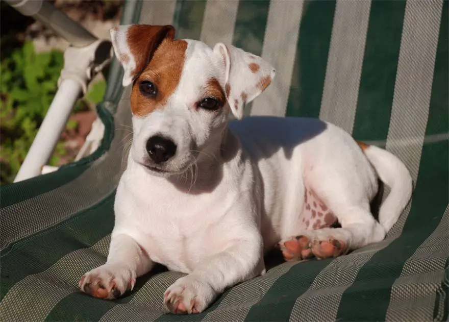 Jack Russell Terrier
