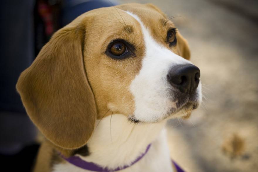 BEAGLE