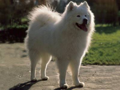 Samoyede