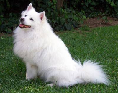 American_eskimo_Dog