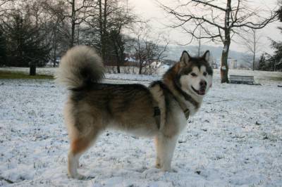 Malamute_de_Alaska