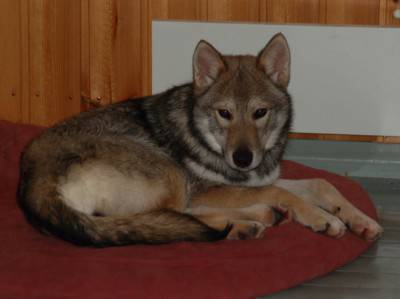 Tamaskan_Dog_on_red_cushion