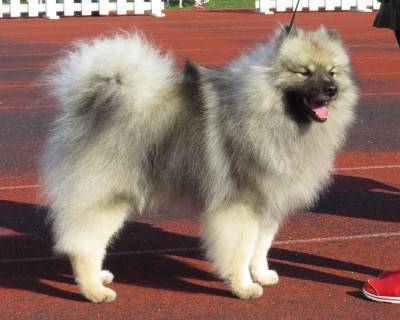 Keeshond_in_Tallinn