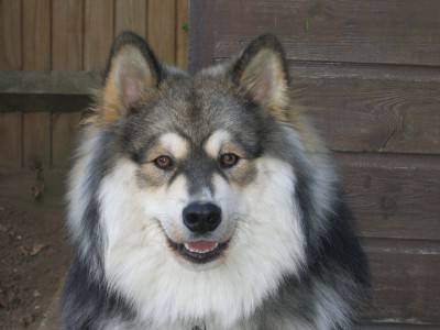 1024px-Finnish_lapphund_Elbereth_Norppa_1