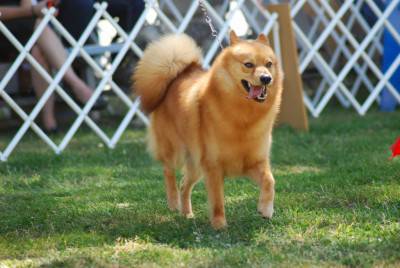 finnish_spitz