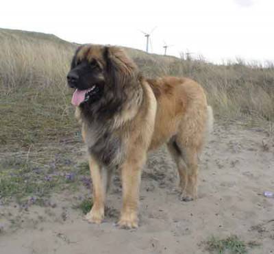 Leonberger_reu