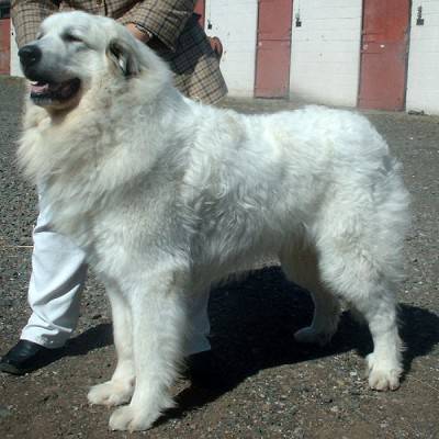 Pyrenean_Mountain_Dog_600