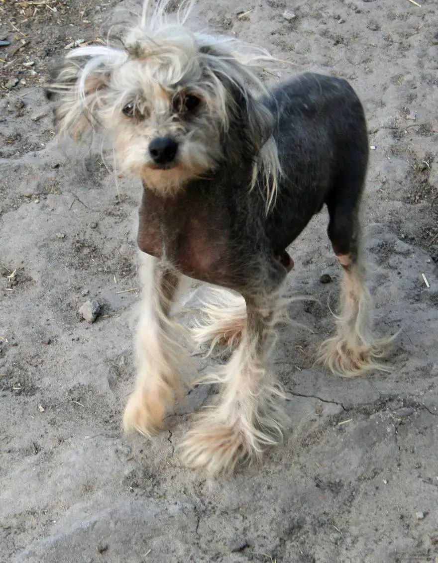 Perro chino sin pelo sin pelo