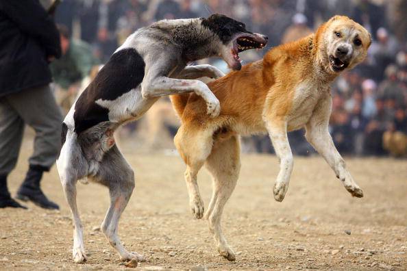 KABUL, AFGANISTÁN - 11 DE DICIEMBRE: Los espectadores afganos ven como dos perros de pelea se atacan durante las peleas de perros semanales el 11 de diciembre de 2009 en Kabul, Afganistán. Las peleas de perros se enfrentan a un resurgimiento después de que fueron prohibidas por los talibanes por no ser islámicas. (Foto de Majid Saeedi / Getty Images)