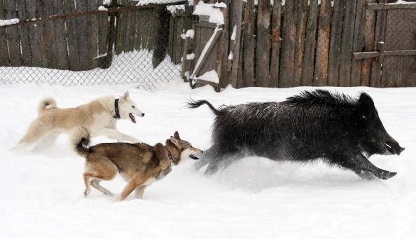 Dos perros atacan a un jabalí en una perrera