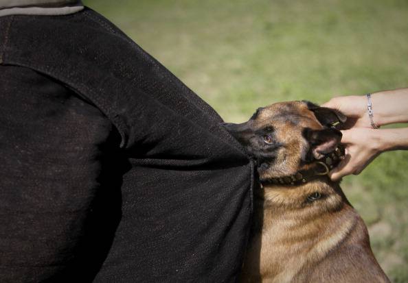 Un perro muerde a un entrenador durante una defensa