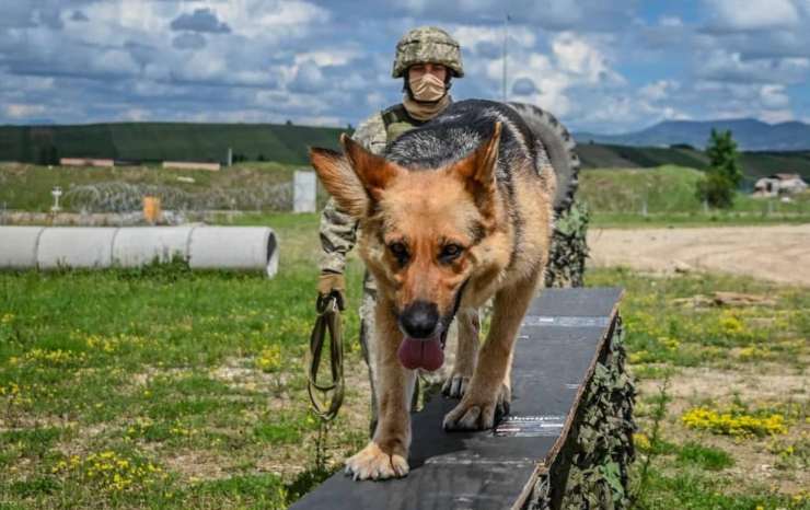 Militares italianos Kosovo 30 perros callejeros