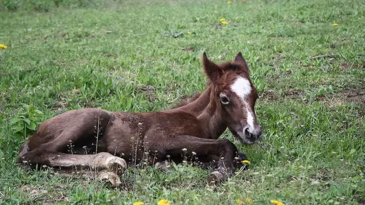 El caballo se acuesta a dormir