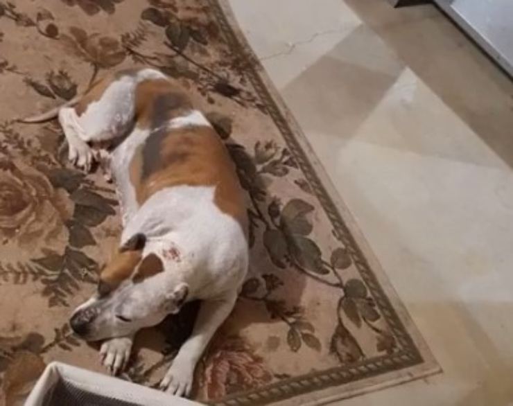 pitbull abandonado encadenado al vertedero