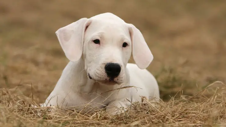 perro dogo argentino enfermedades predisposiciones salud