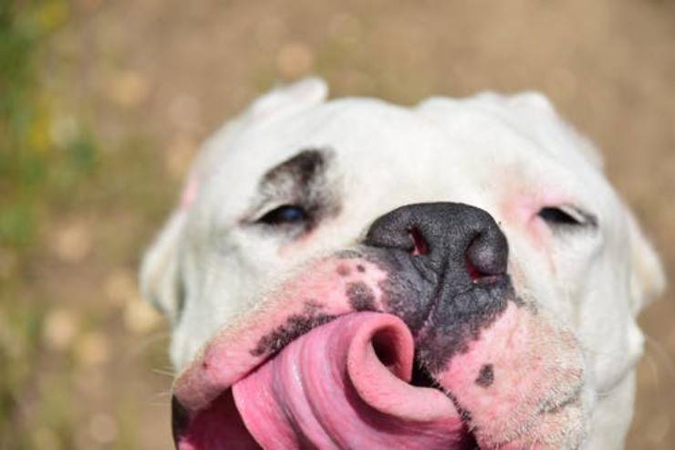 dogo argentino perro curiosidad historia orígenes