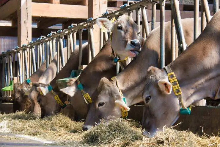 establo de vacas