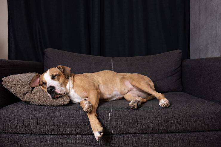 sofás para perros