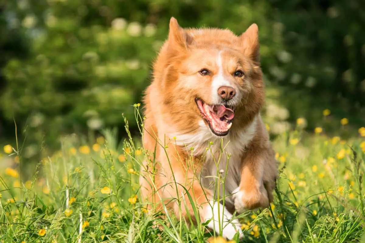 El perro se enfada si corres