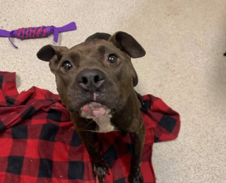 pitbull basura abandonada