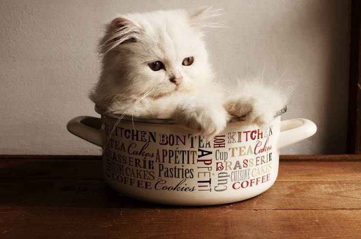El gato y su dieta