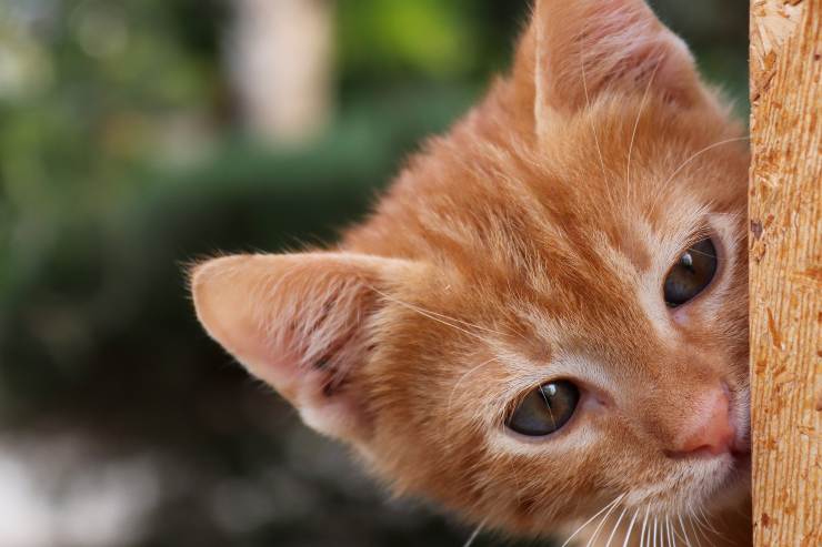 El gato y las verduras