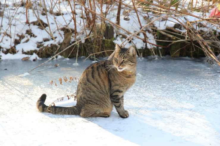 Gatito en la nieve
