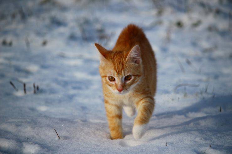 El gato ama la nieve El gato ama la nieve