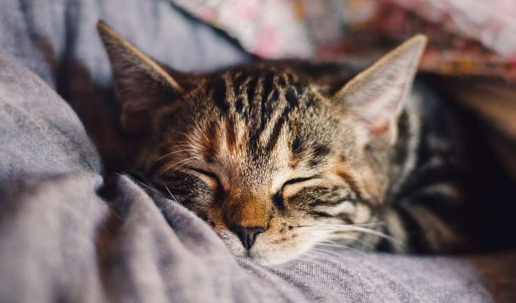 Gato en sus brazos (Foto Pixabay)