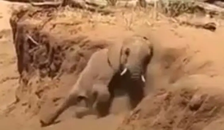 Video de mamá bebé elefante